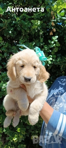 Бебета Голдън ретривър , снимка 8 - Голдън ретривър - 52372675