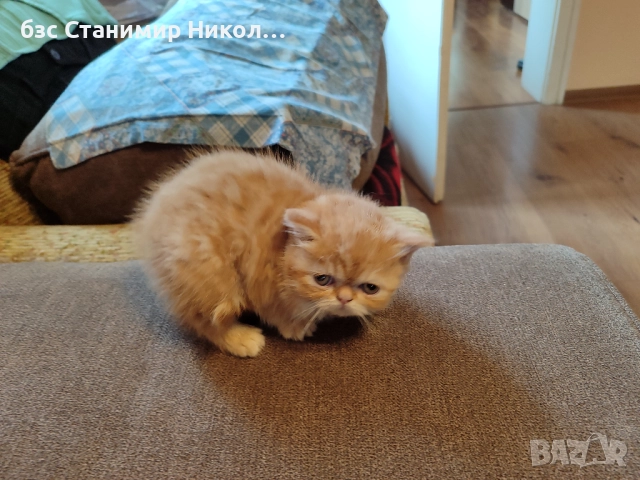 Женско екзотично персийско коте на 4 месеца., снимка 3 - Персийска - 52893968