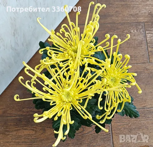 Доставка на цветя в София – florans.eu 🌸🚚, снимка 5 - Стайни растения - 49546698