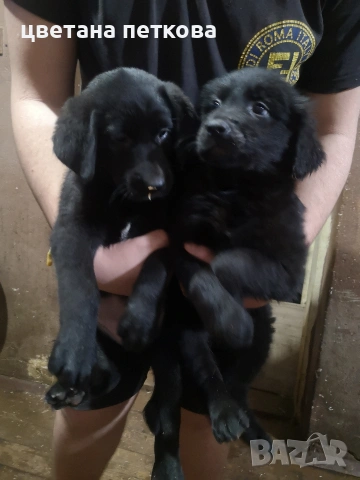 Голдън ретривър и немска овчарка , снимка 3 - Голдън ретривър - 50756973