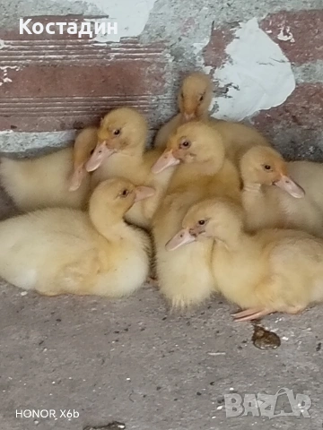 Пекински патета , снимка 3 - Патици и гъски - 53923050