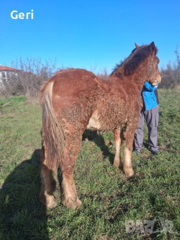 Продавам мъжко конче, снимка 4 - Коне - 53989931