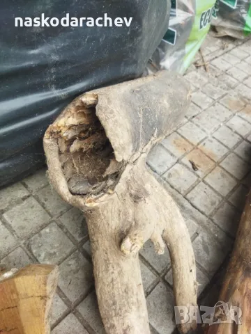 Пън, пънове, дънери с естествени дупки и без - за саксии, кашпи, декорация, снимка 17 - Саксии и кашпи - 27513634