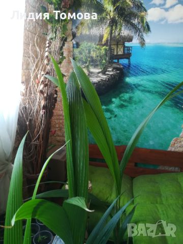 Кокосова палма , снимка 2 - Стайни растения - 46337029