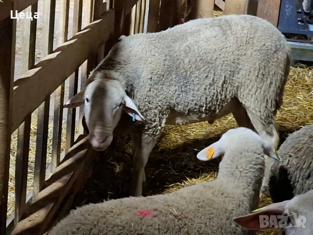 продавам овен Лакон , снимка 8 - Овце - 53528046