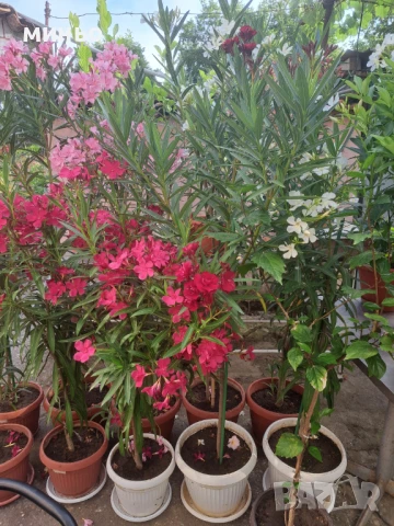 продавам олеандър - зокум, снимка 16 - Стайни растения - 30747162