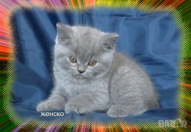 Чистокръвни Британски късокосмести котета, снимка 7 - Британска късокосместа - 53322558