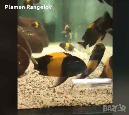 Поддръжка на аквариум, снимка 2 - Други почистващи услуги - 42902950