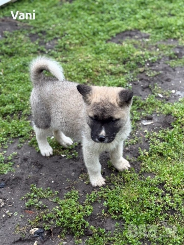 Америкаска акита женски, снимка 5 - Акита - 53165395