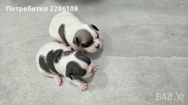 Френски булдог, снимка 2 - Френски булдог - 54149219