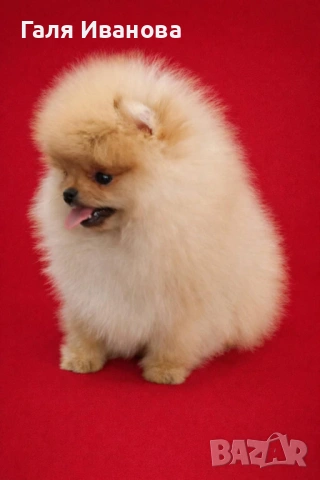 Миниатюрен женски померан