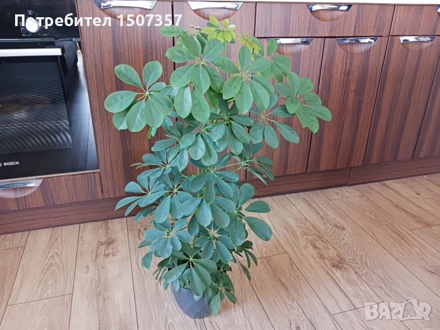 Шефлера - стайно растение / цвете, снимка 2 - Стайни растения - 54178537