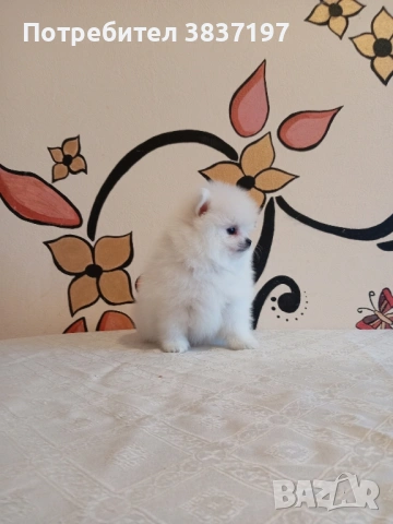 3 мъжки и 1 женско, снимка 14 - Померан - 52996319