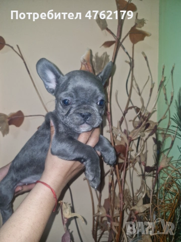 Френски булдог