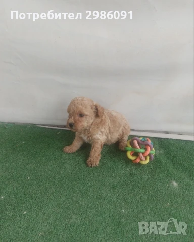 той пудел бебета , снимка 5 - Пудели - 50494020