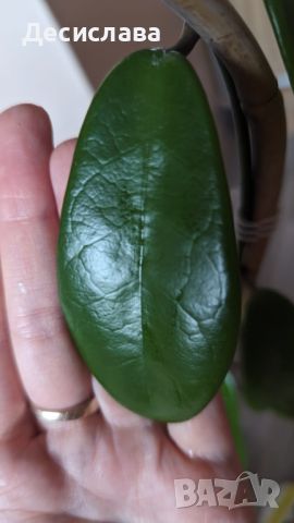 Хоя/Hoya Melifula , снимка 1 - Стайни растения - 46279694