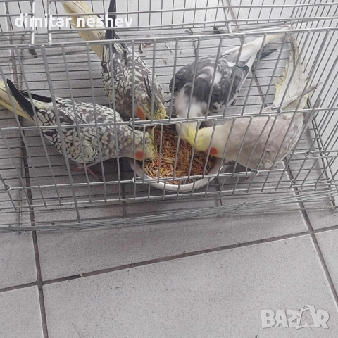 Продавам Ято Корели и Какарики , снимка 5 - Папагали - 52049235