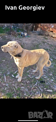 Kankalka, снимка 2 - Кангал - 53637437