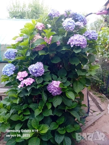Хортензия ,Розова , снимка 2 - Градински цветя и растения - 51269544