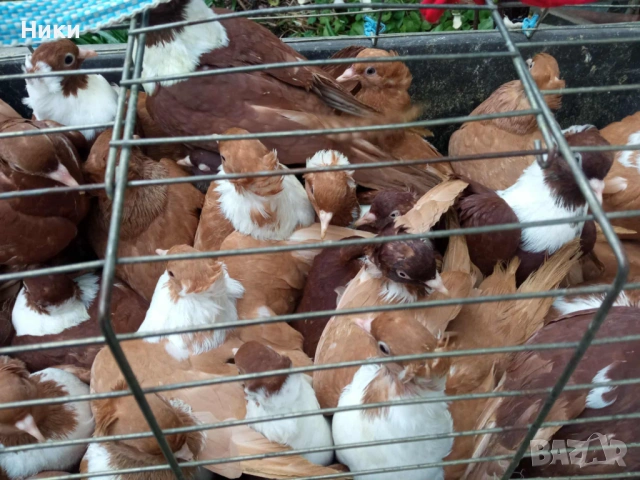 Гълъби Чирпански , снимка 4 - Гълъби - 53066216