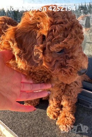 Мини пудел мъжко , снимка 3 - Пудели - 53786635