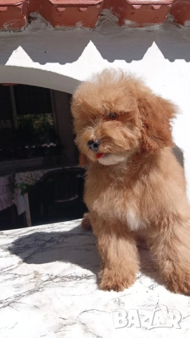 Малтипу Maltipooo, снимка 4 - Други - 51501320