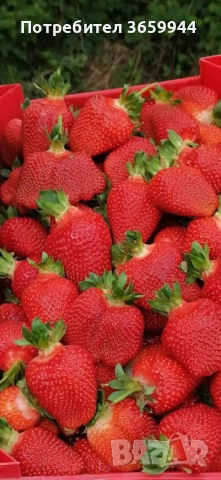 🍓 Качествен разсад ягоди и малини – засади днес, береш утре! 🌱, снимка 12 - Разсади - 53585752