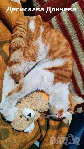 Коте Сами си търси дом, осинови го, снимка 15 - Други - 53033203