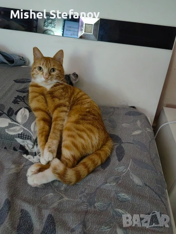 подарявам мъжко коте Бургас, снимка 3 - Други - 53676537