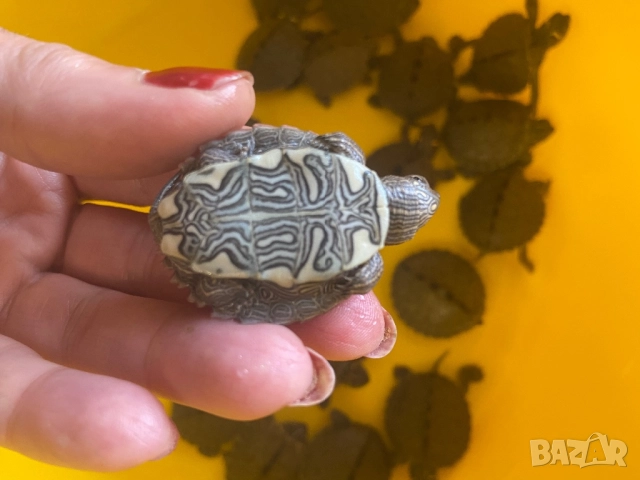 Продавам  водни костенурки, снимка 2 - Костенурки - 52439218