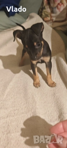 Пинчери ваксинирани с паспорти от 10.02.26г., снимка 6 - Пинчер - 53431751