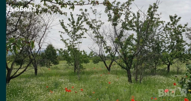Овощна черешова градина, снимка 1