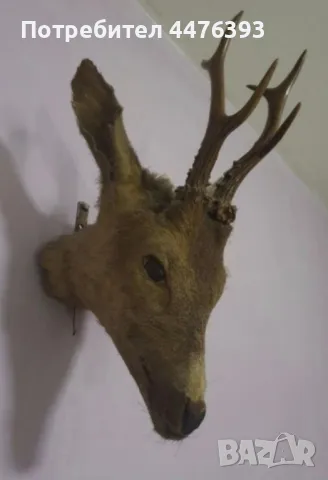 Трофей - Глава на Сръндак, снимка 4 - Други ценни предмети - 50337244