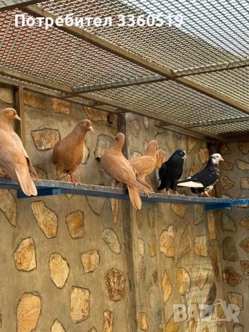 Гълаби неврени и лимонки, снимка 10 - Гълъби - 50813378