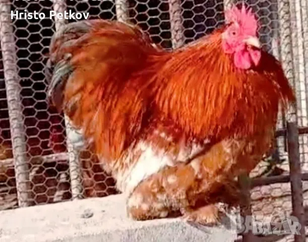 Пронавам Петли и Чифтове Мини Кохин , снимка 7 - Кокошки и пуйки - 49882931