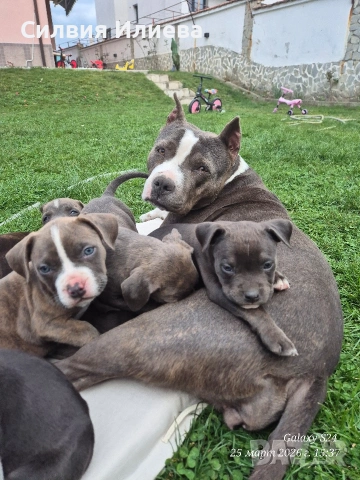 Малки бебета питбули