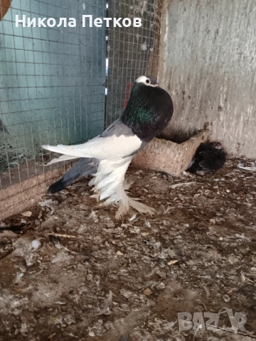 Седлати болани , снимка 7 - Гълъби - 52777307