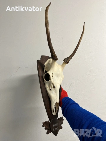 Много красив шилар