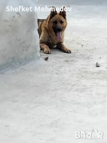 porodavam nemska ovcarka , снимка 1