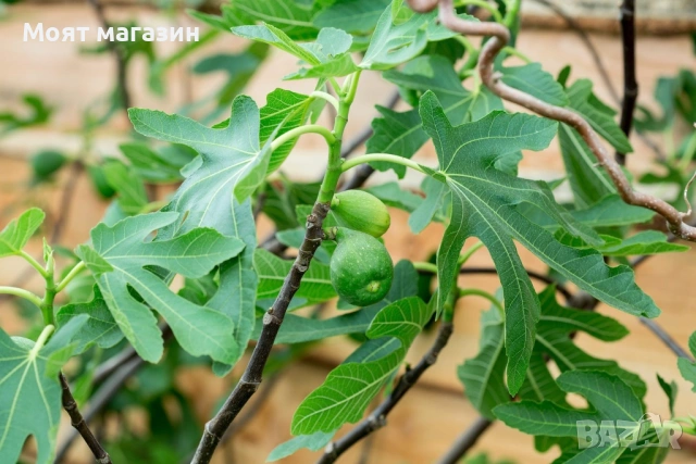 Смокиня - “Брунсуик”