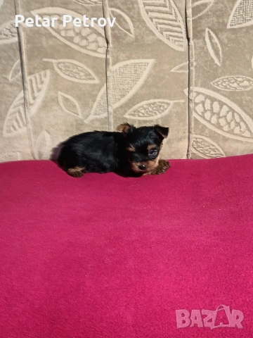 Йоркширски териер мини , снимка 5 - Йоркширски териер - 53883069