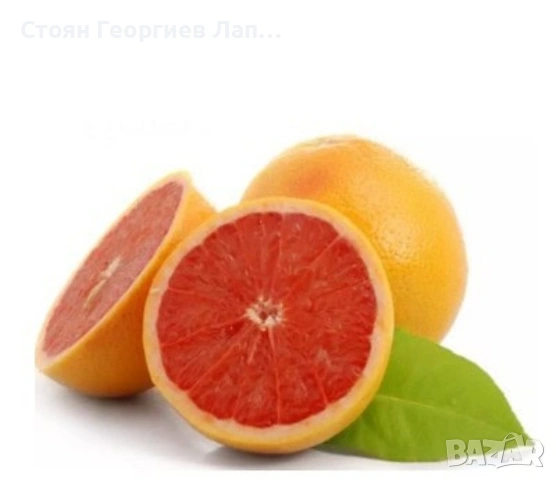 дръвчета червен портокал, снимка 2 - Стайни растения - 53208438