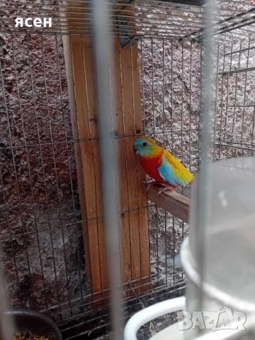 Продавам чифт лазурни неофеми , снимка 3 - Папагали - 51867441