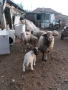 Продават се 3 овце 1 с агни 2 бременни на 2 агни, снимка 1