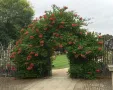 Кампсис, тромпетна лоза (Trumpet vine, Campsis radicans), снимка 10