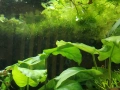 Аквариумни растения , снимка 4