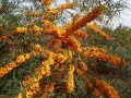 Облепиха (Hippophae), снимка 4
