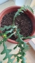 Epiphyllum anguliger кактус зигзаг, снимка 9