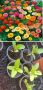 Циния, снимка 1 - Градински цветя и растения - 45545029