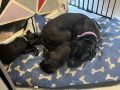 Beautiful cane corso puppies, снимка 2